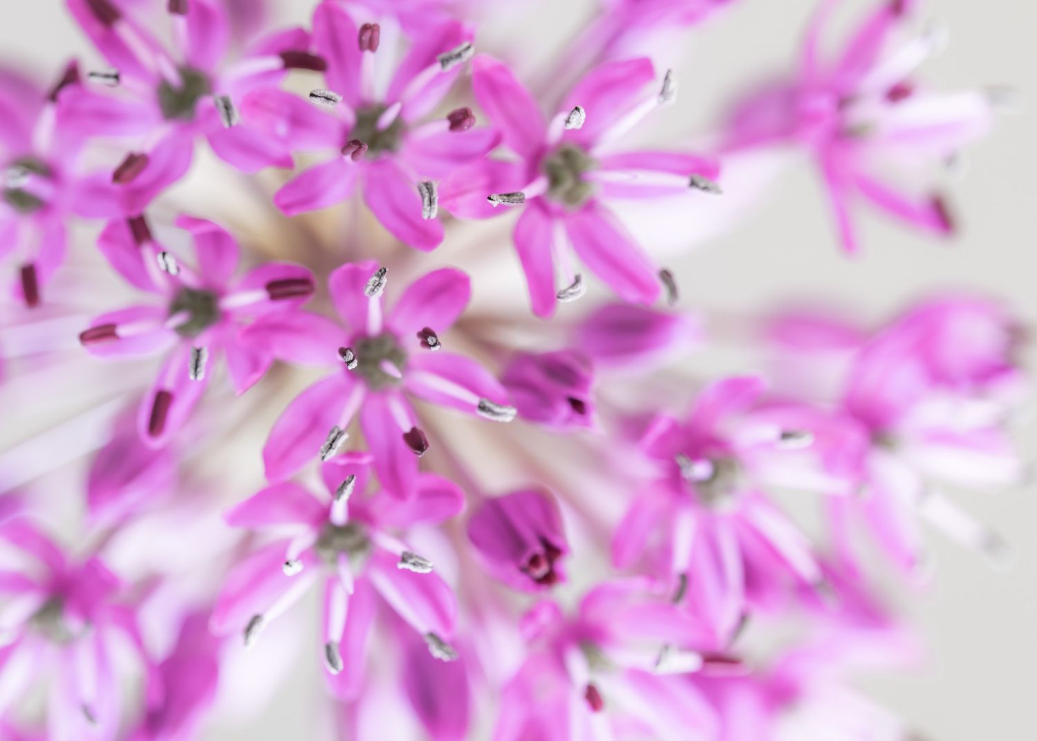 Allium-#1.jpg