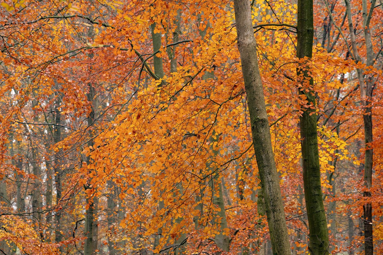 Autumn-Beeches-#2.jpg