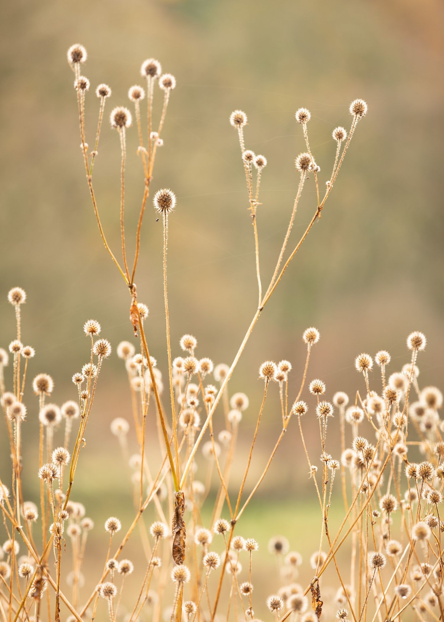 Seed-Heads-#2.jpg