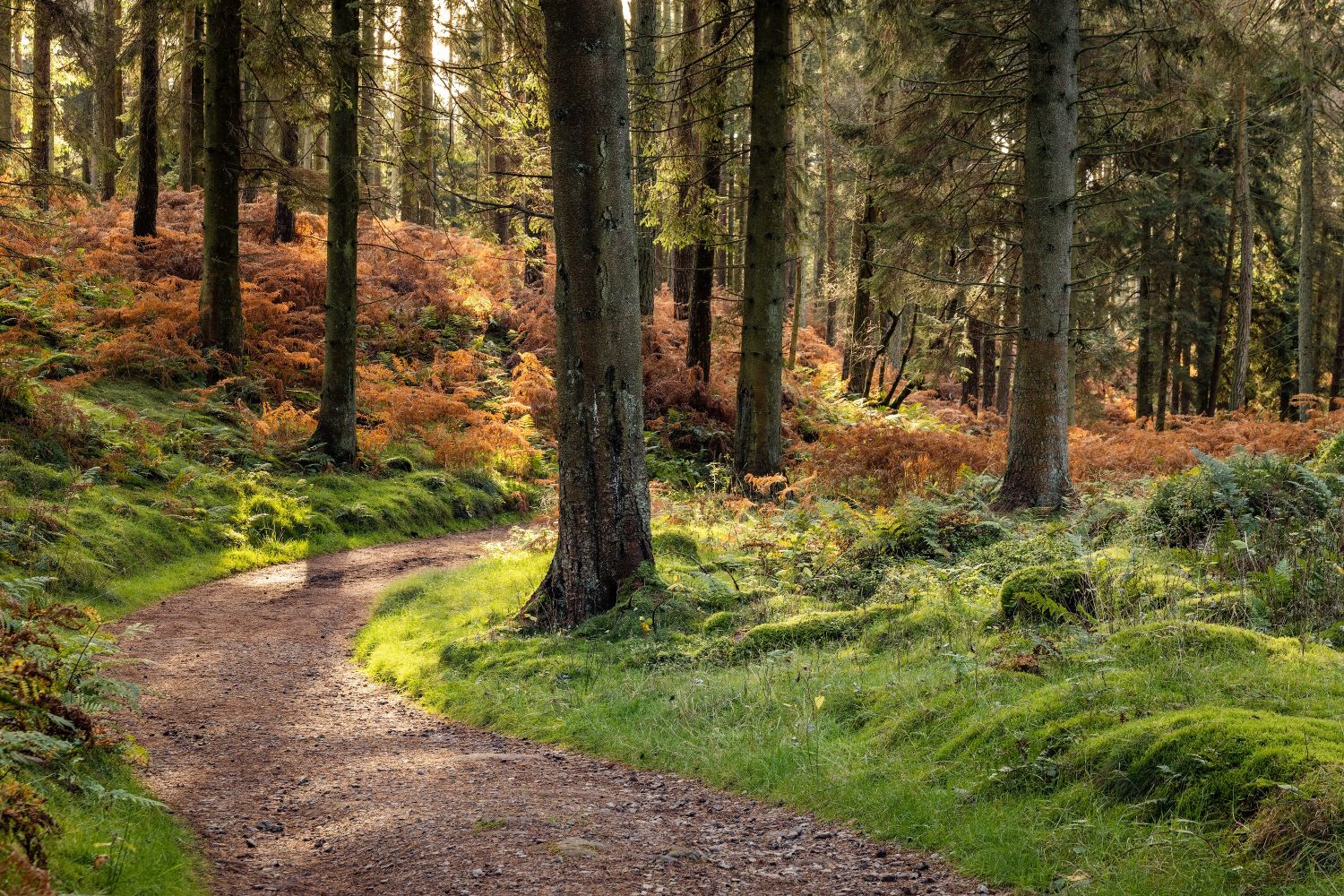 Woodland Scene #3.jpg