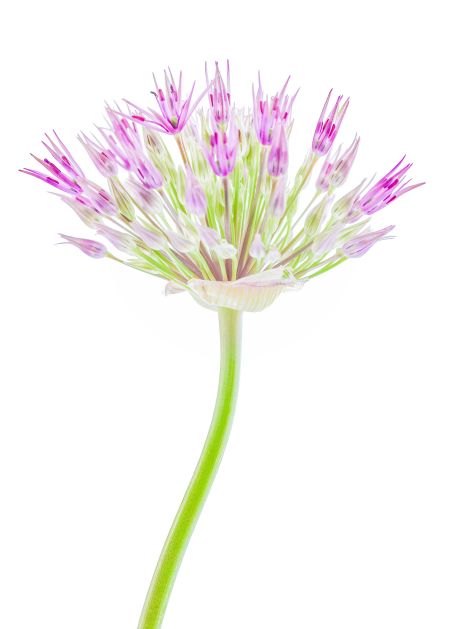 Allium-#2.jpg