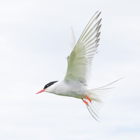 Arctic-Tern-3.jpg