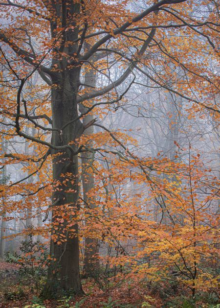Autumn-Beeches-#1.jpg
