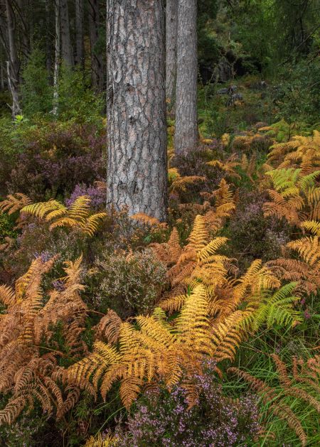 Autumn-Bracken.jpg