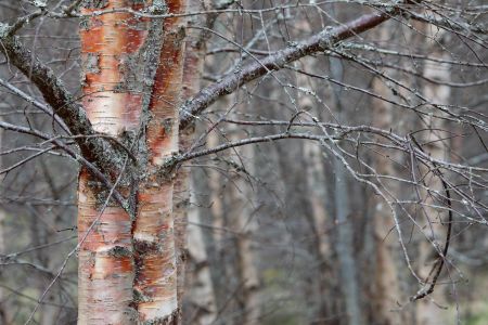 Birch-Trunks.jpg