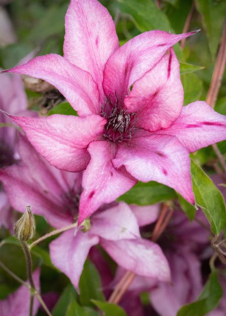 Clematis.jpg