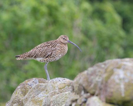 Curlew.jpg