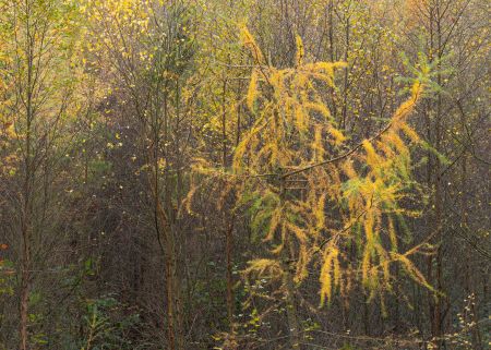 Dancing-Larch.jpg