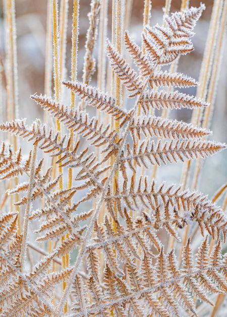 Frosted-Bracken.jpg