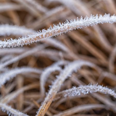 Frosted-Grass-#2.jpg
