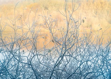 Frosted-Willows.jpg