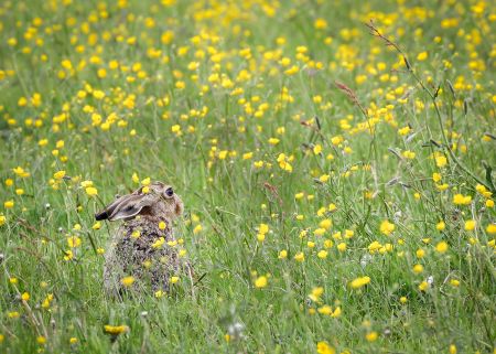 Hare.jpg