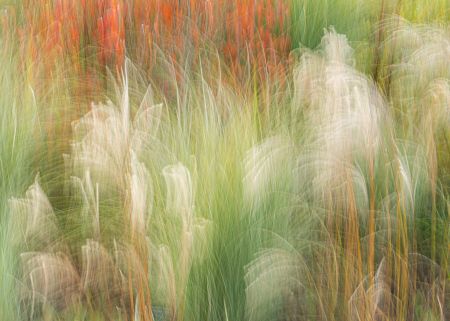 Harlow Carr ICM #1.jpg