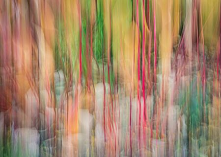 Harlow Carr ICM #3.jpg