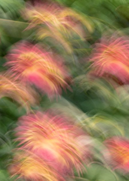 Harlow Carr ICM #4.jpg