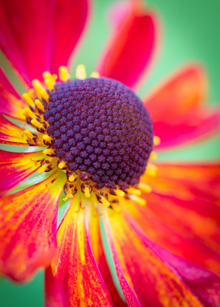 Helenium #1.jpg