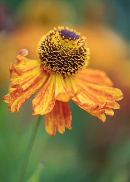 Helenium #2.jpg