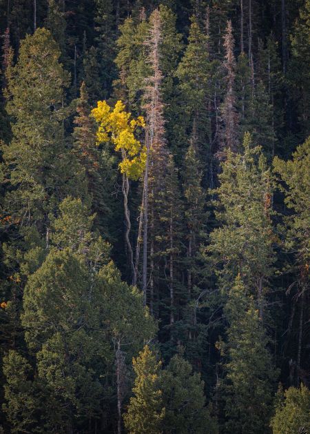 Isolated-Aspen.jpg