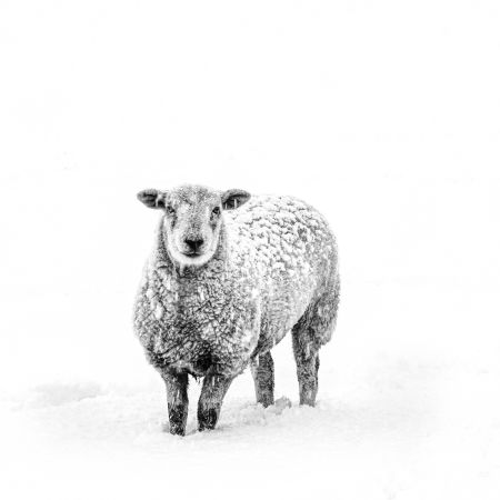 Lamb-In-Snow.jpg