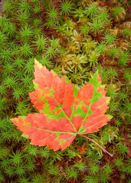 Maple-Leaf-&-Moss.jpg