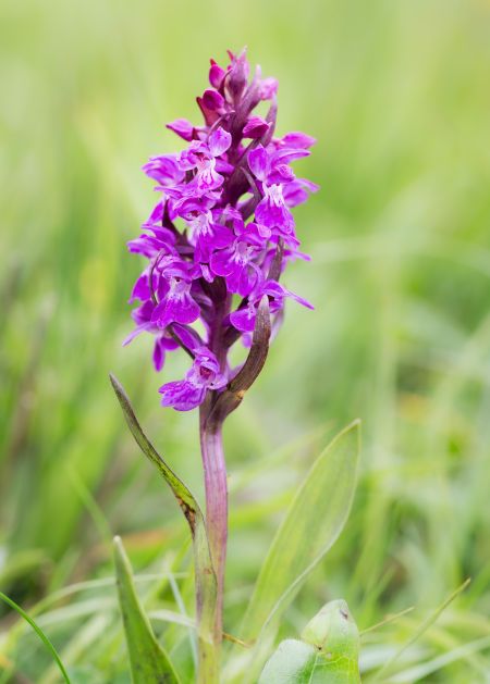Orchid-#2.jpg