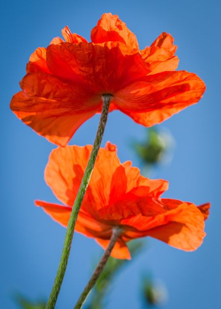 Poppies.jpg