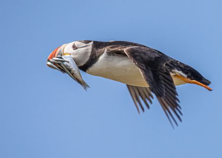 Puffin-1.jpg