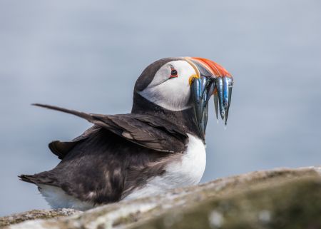 Puffin-4.jpg