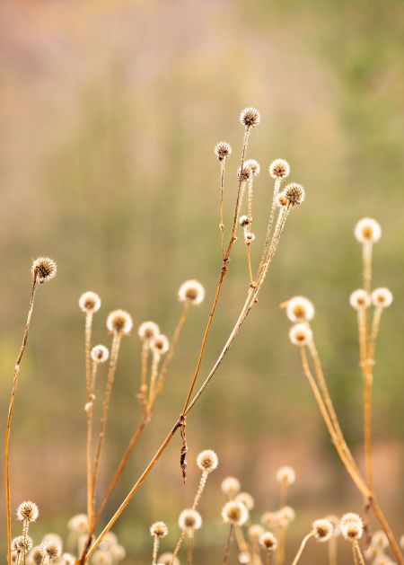 Seed-Heads-#1.jpg