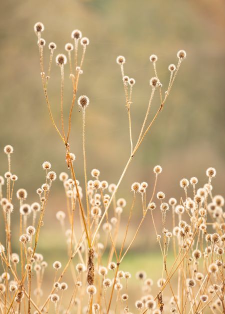 Seed-Heads-#2.jpg