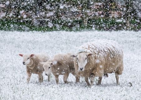 Sheep-in-Snow.jpg
