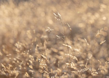 Summer-Grasses-#2.jpg