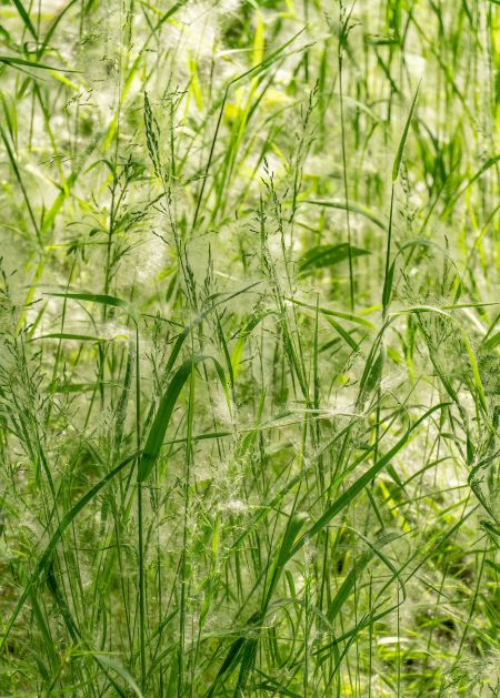 Summer-grasses.jpg