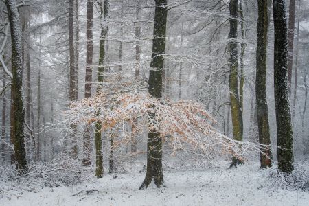 Winter-Colour.jpg