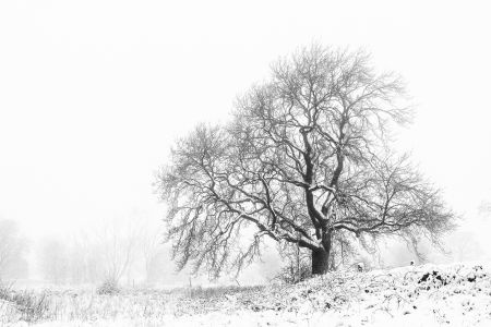 Winter-Tree-#1.jpg