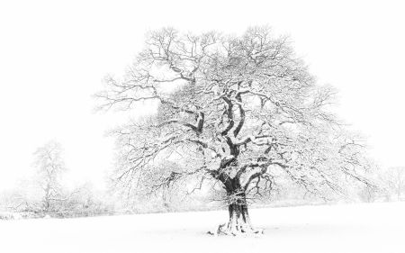 Winter-Tree-#2.jpg