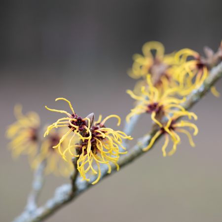 Witch-Hazel.jpg