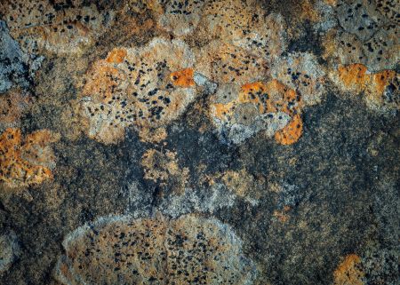 scarhouse-lichen.jpg